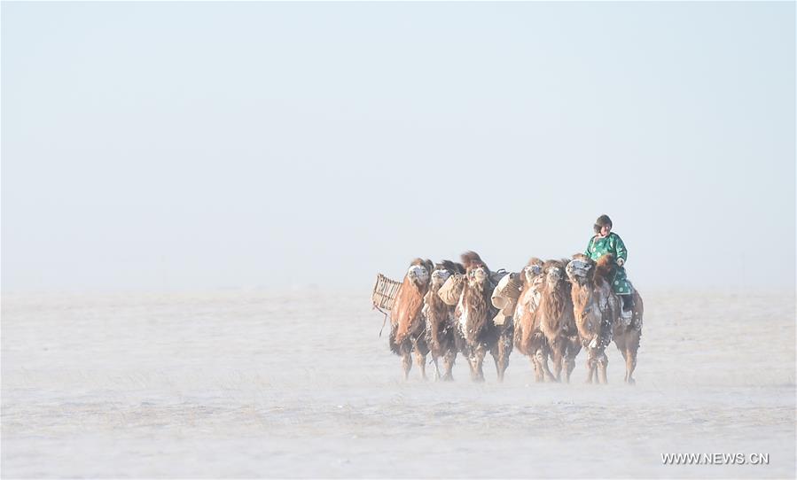 CHINA-INNER MONGOLIA-CAMEL FAIR (CN)