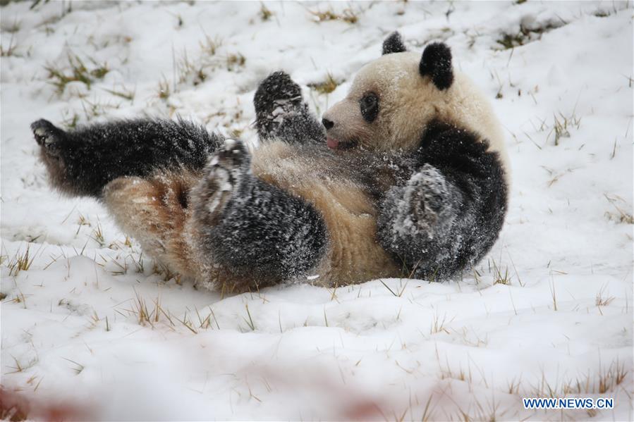 CHINA-SHAANXI-WINTER-GIANT PANDA