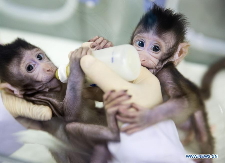 CHINA-BEIJING-CLONED MACAQUES-SUCCESS (CN)