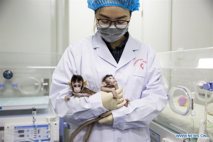 CHINA-BEIJING-CLONED MACAQUES-SUCCESS (CN)