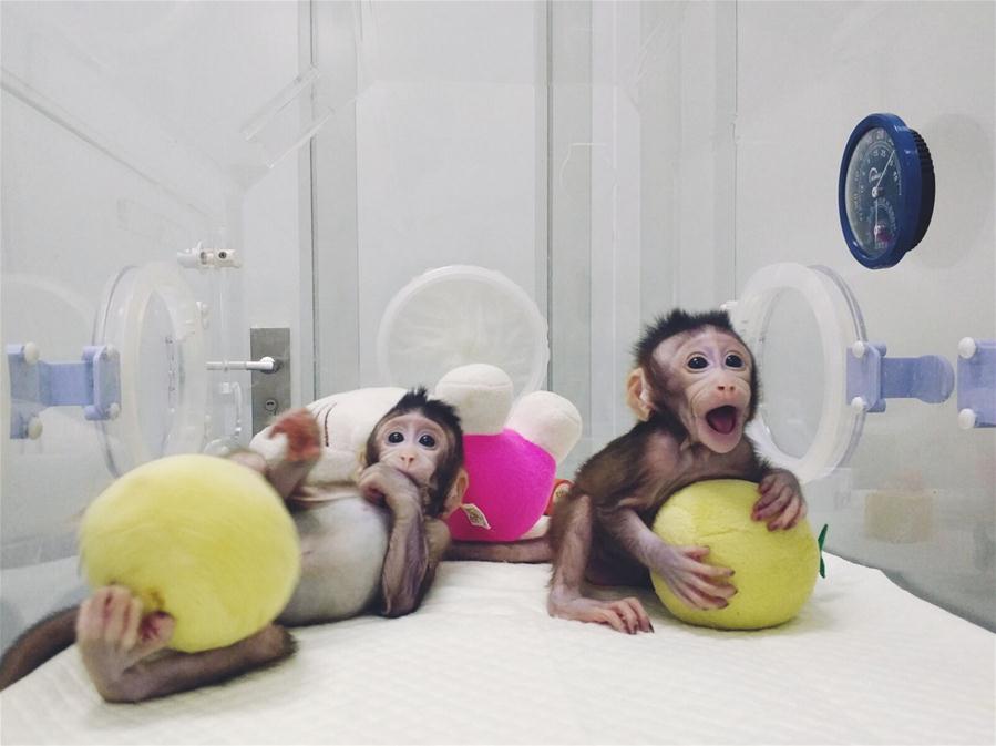 CHINA-BEIJING-CLONED MACAQUES-SUCCESS (CN)