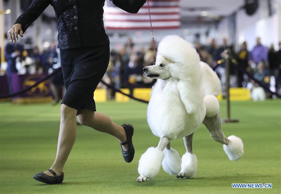 U.S.-NEW YORK-DOG SHOW