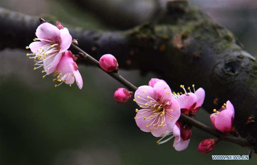 CHINA-WUHAN-WINTERSWEET FLOWERS (CN)