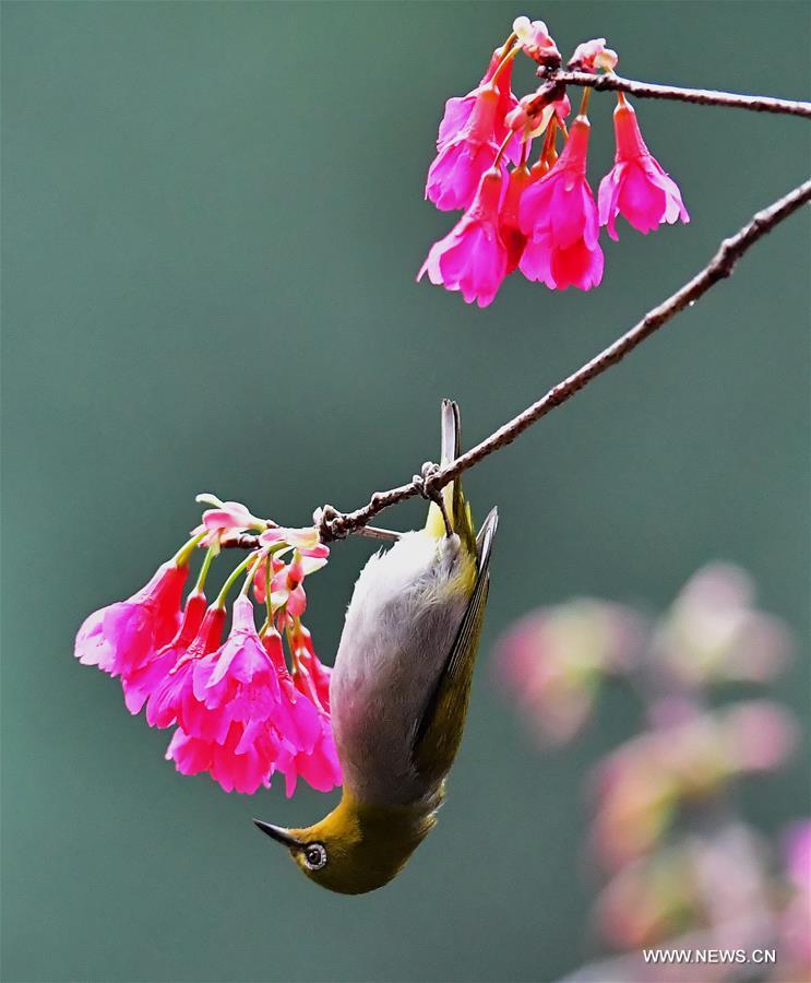 CHINA-FUJIAN-CHEERY BLOSSOM-BIRDS (CN) 