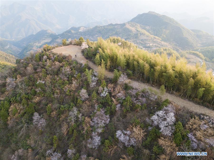 CHINA-ZHEJIANG-JIANDE-CHERRY BLOSSOMS (CN)