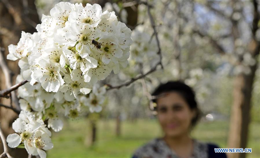 PAKISTAN-ISLAMABAD-SPRING-FLOWERS