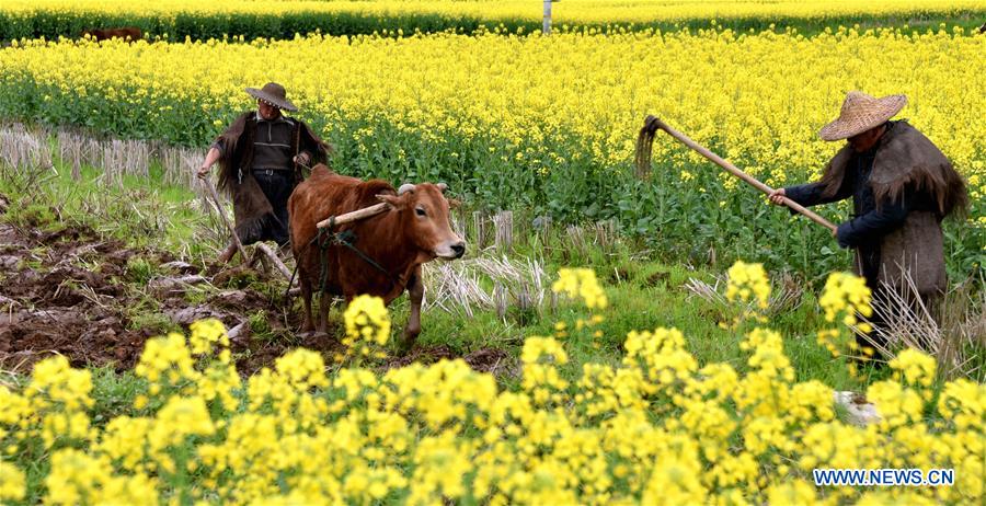 #CHINA-SPRING SCENERY-COLE FLOWERS (CN)