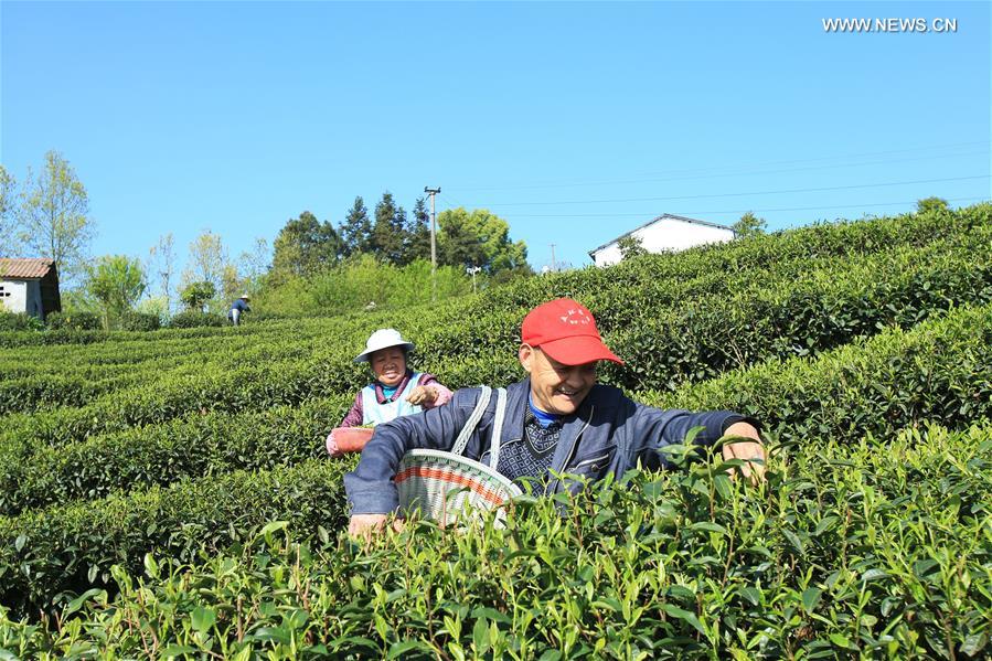 CHINA-CHONGQING-TEA HARVEST (CN)