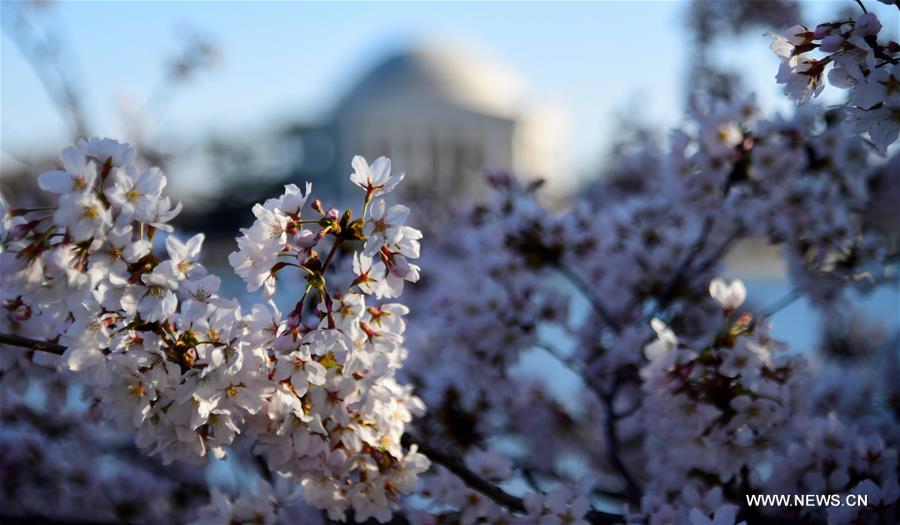 U.S.-WASHINGTON D.C.-CHERRY BLOSSOMS