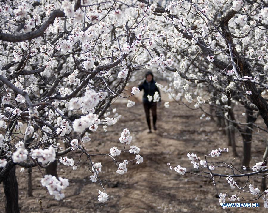 #CHINA-SPRING LEISURE (CN)