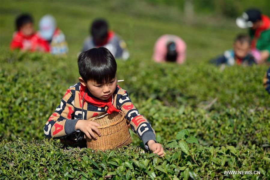 #CHINA-HUBEI-PUPILS-TEA PICKING (CN)