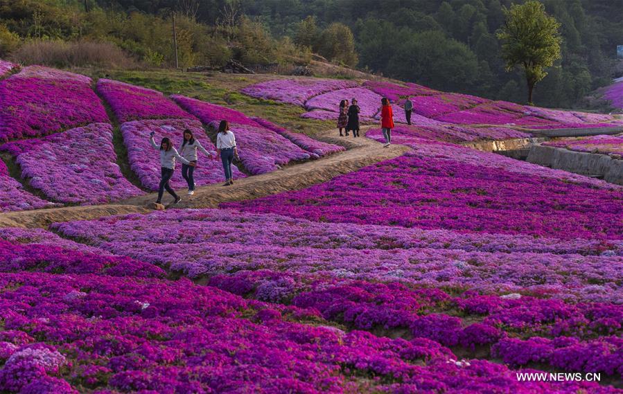 CHINA-ANHUI-HUOSHAN-SPRING SCENERY (CN)