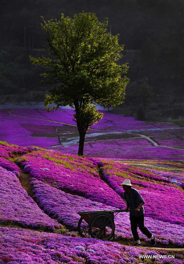 CHINA-ANHUI-HUOSHAN-SPRING SCENERY (CN)