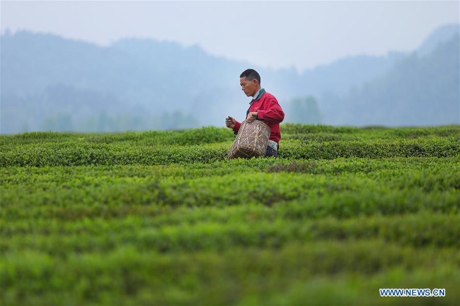 CHINA-MEITAN-TEA GARDEN(CN)