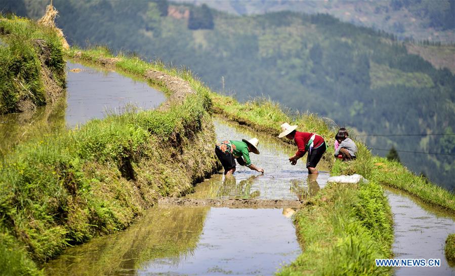 #CHINA-CONGJIANG-TERRACED FIELDS-WORKING(CN)