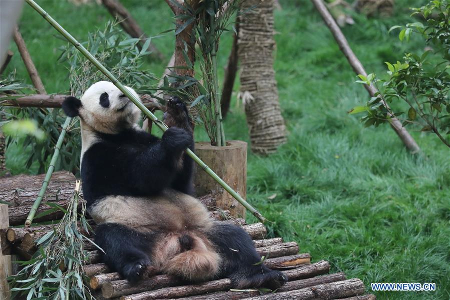 CHINA-GUIYANG-GIANT PANDAS-MEETING PUBLIC(CN)