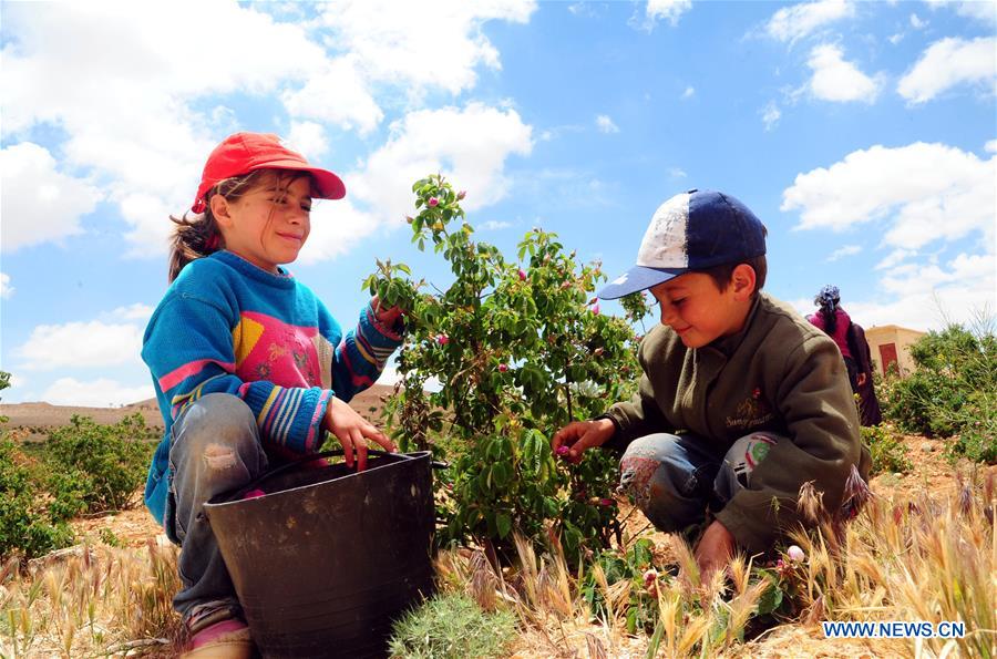 SYRIA-DAMASCUS-DAMASK-ROSE-HARVEST-TIME