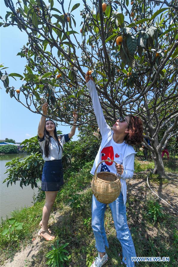 CHINA-ZHEJIANG-LOQUAT-HARVEST (CN)