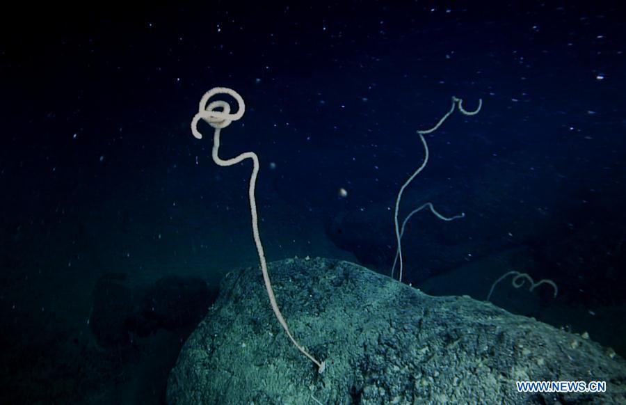 CHINA-SOUTH CHINA SEA-GANQUAN PLATEAU-COLD WATER CORAL (CN)