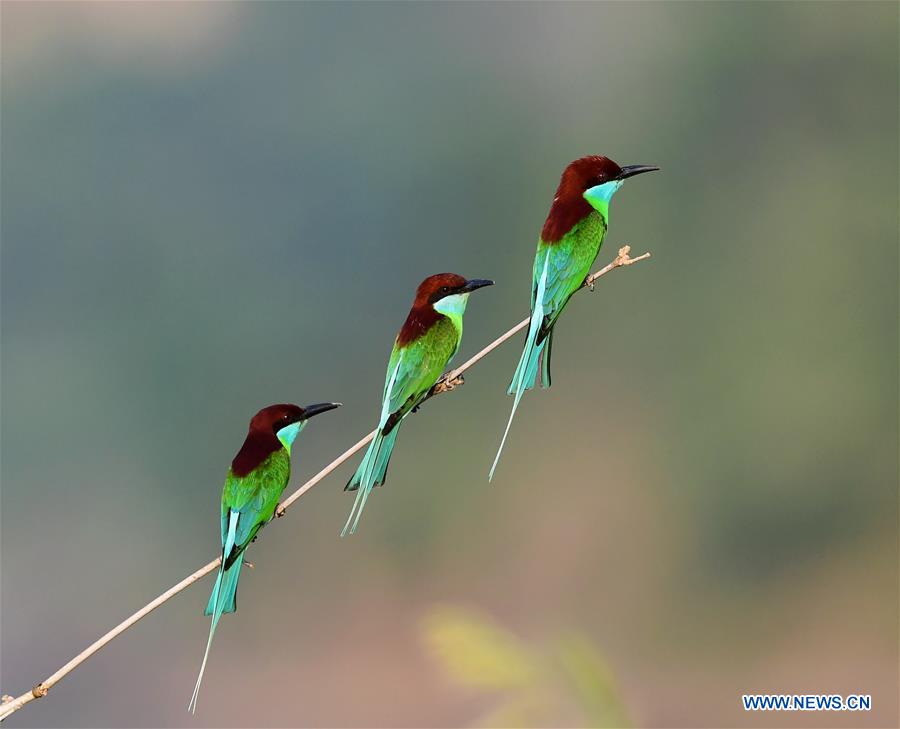 CHINA-FUJIAN-ENVIRONMENT-WILD BIRD (CN)