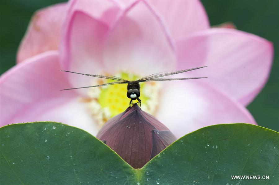 #CHINA-SUMMER-LOTUS FLOWERS (CN)