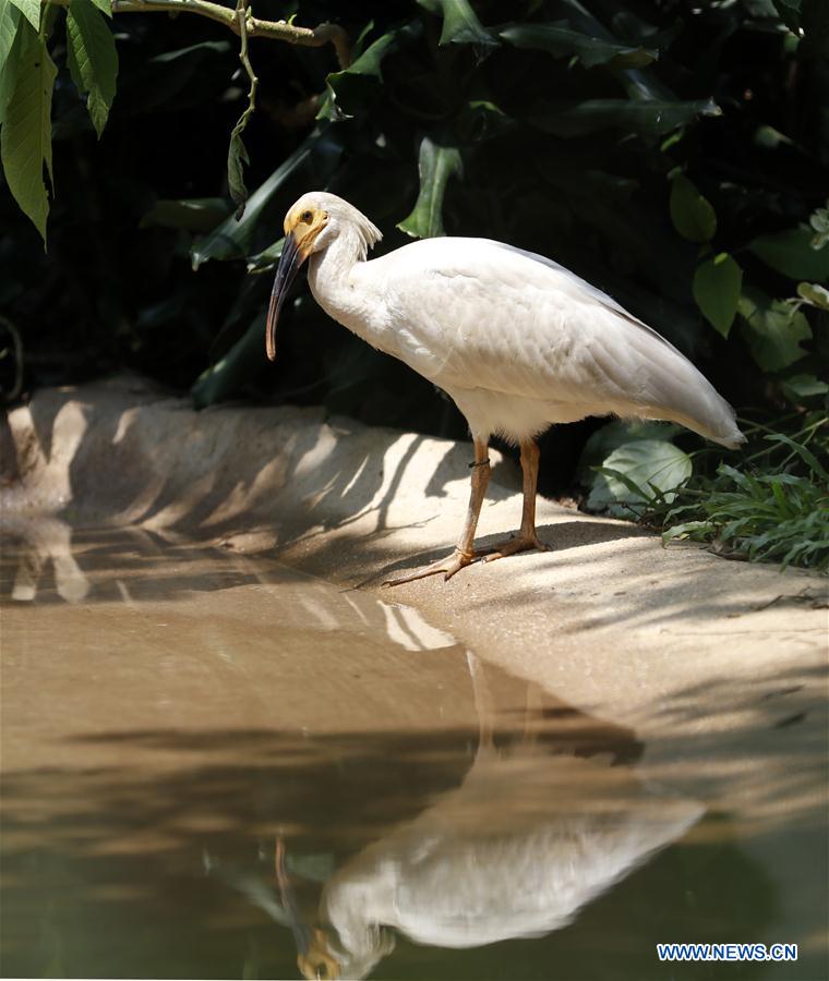 CHINA-GUANGDONG-CRESTED IBIS-NEWBORNS (CN)