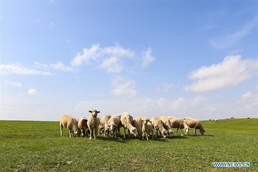 CHINA-INNER MONGOLIA-XILINGOL-GRASSLAND (CN)