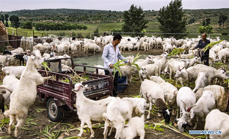 CHINA-SHAANXI-YULIN-MAOWUSU DESERT-FORESTATION (CN)