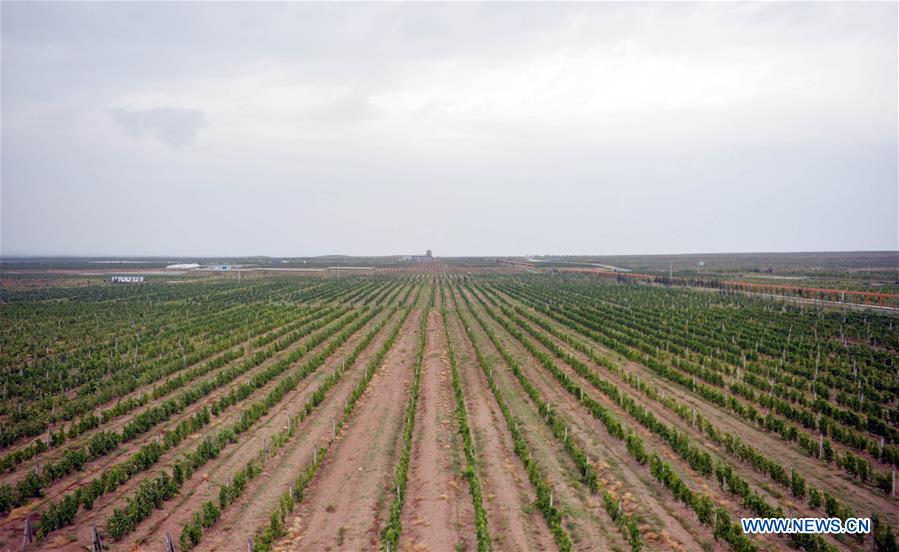 CHINA-NINGXIA-HONGSIBU-WINERY (CN)