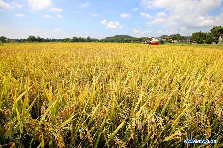 #CHINA-JIANGXI-AGRICULTURE-HARVEST (CN)