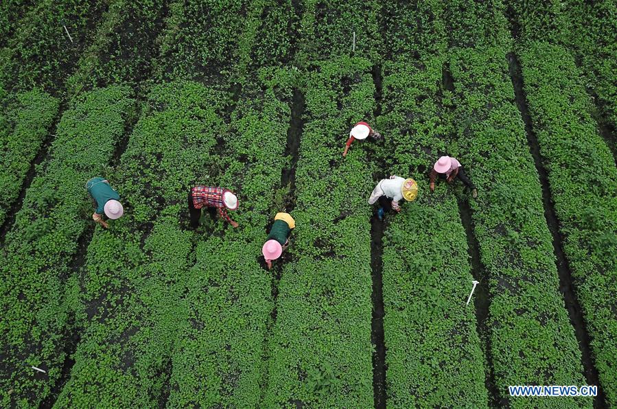 #CHINA-GUIZHOU-VILLAGES-FARM WORK (CN)