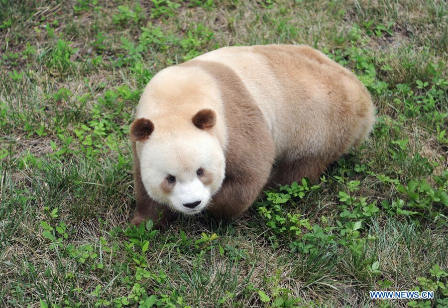 CHINA-SHAANXI-BROWN AND WHITE-QINLING PANDA (CN)