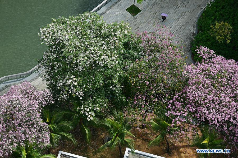 SINGAPORE-TRUMPET TREE-BLOSSOM