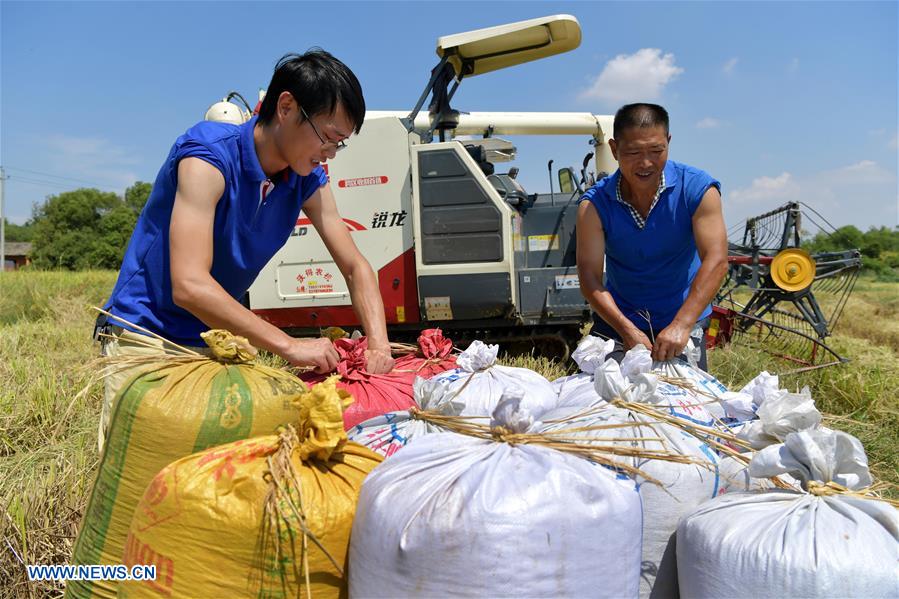 CHINA-JIANGXI-RICE-HARVEST (CN)