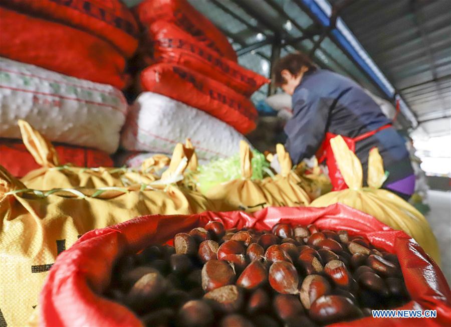 #CHINA-HEBEI-TANGSHAN-CHINESE CHESTNUT-HARVEST(CN)