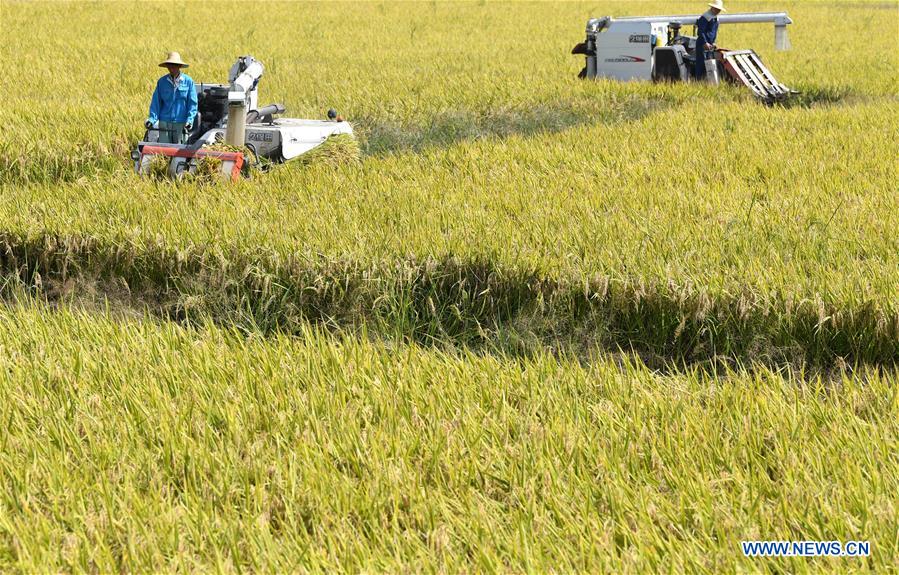 CHINA-ANHUI-FEIXI-HARVEST (CN)