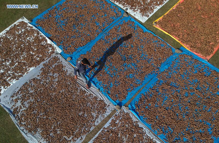 INDIA-KASHMIR-SRINAGAR-WALNUT HARVEST