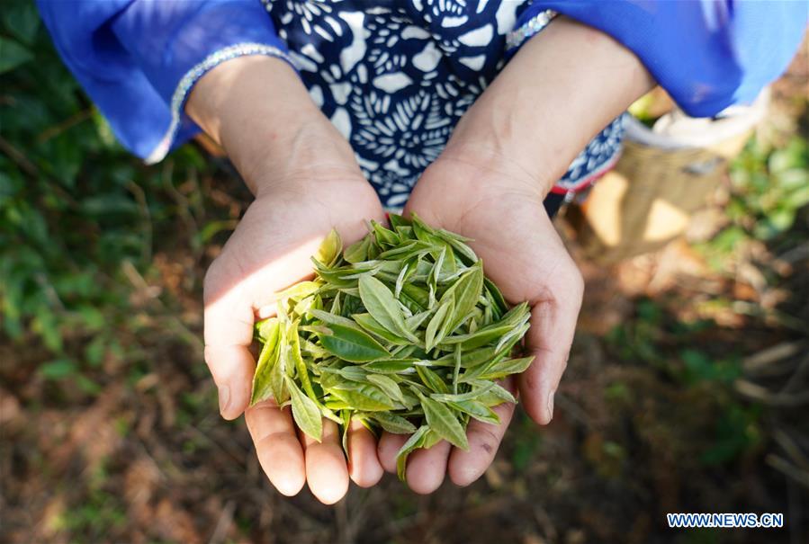 CHINA-JIANGXI-TEA GARDEN (CN)