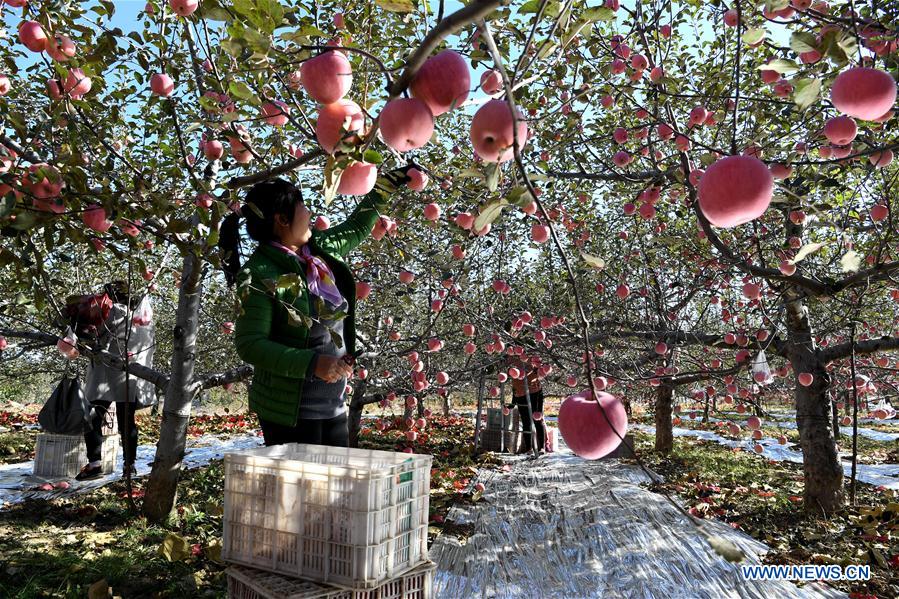 CHINA-SHANXI-APPLE-HARVEST (CN)