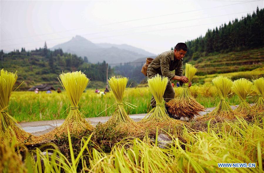 #CHINA-GUANGXI-GUILIN-RICE HARVEST (CN)