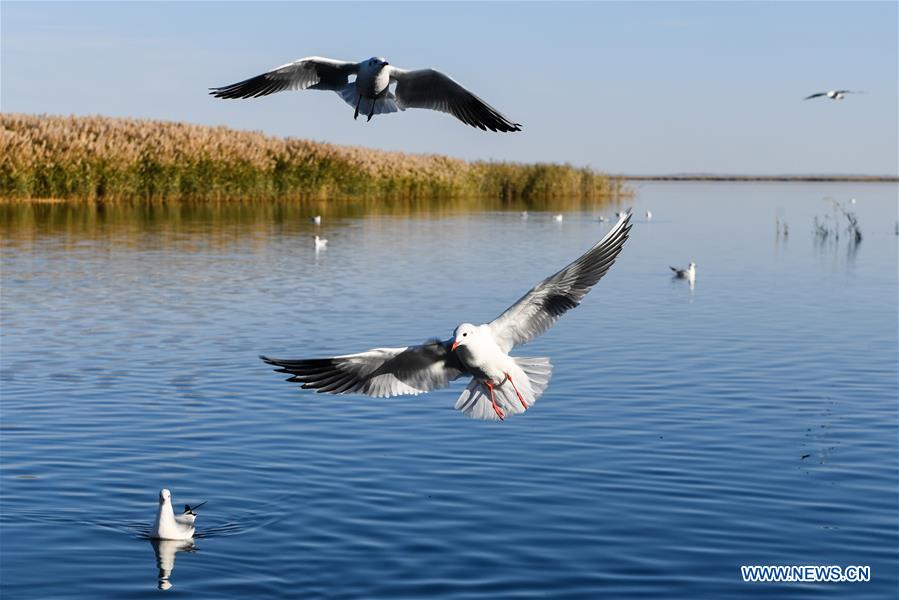 CHINA-INNER MONGOLIA-JUYAN LAKE-SCENERY(CN)