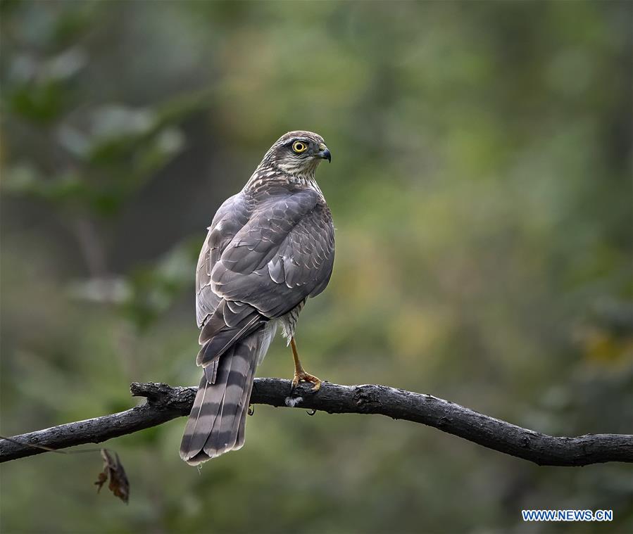 CHINA-VARIOUS WILD BIRDS (CN)