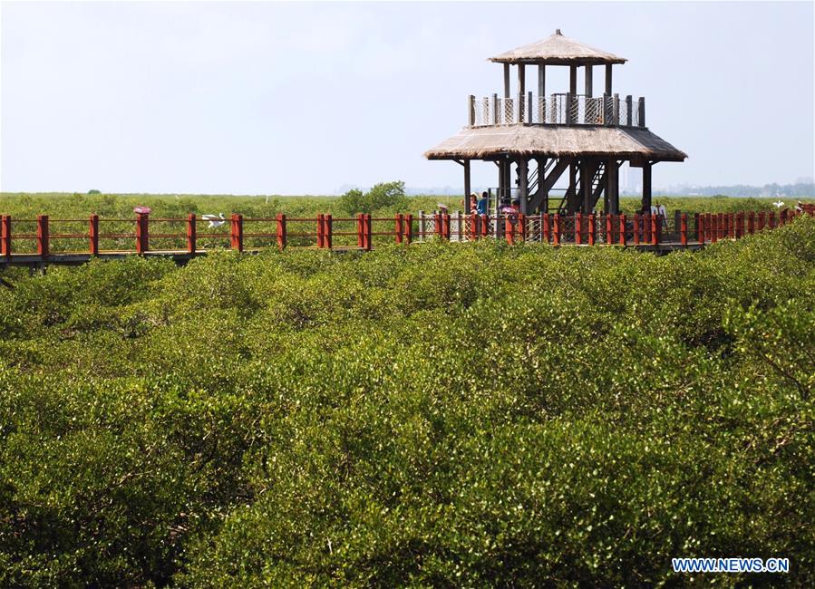 CHINA-GUANGXI-BEIHAI-MANGROVE CONSERVATION AREA(CN)