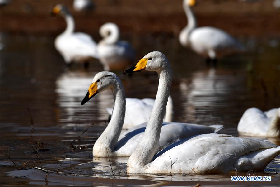 CHINA-SHANXI-WILD SWAN-WINTER HABITAT (CN)