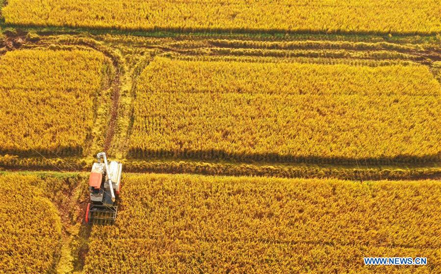 #CHINA-HUNAN-AUTUMN HARVEST (CN)