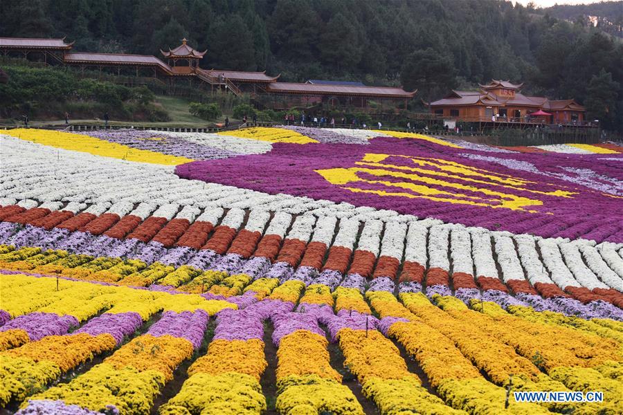 CHINA-GUIZHOU-CHRYSANTHEMUM-TOURISM (CN)