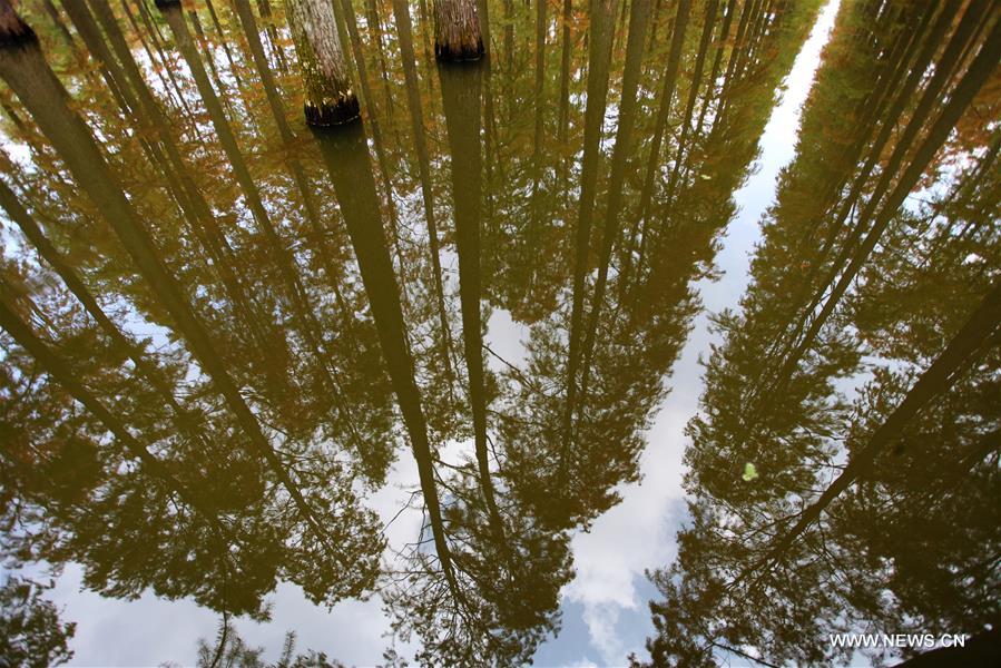 #CHINA-JIANGSU-YANGZHOU-DAWN REDWOOD-SCENERY (CN)