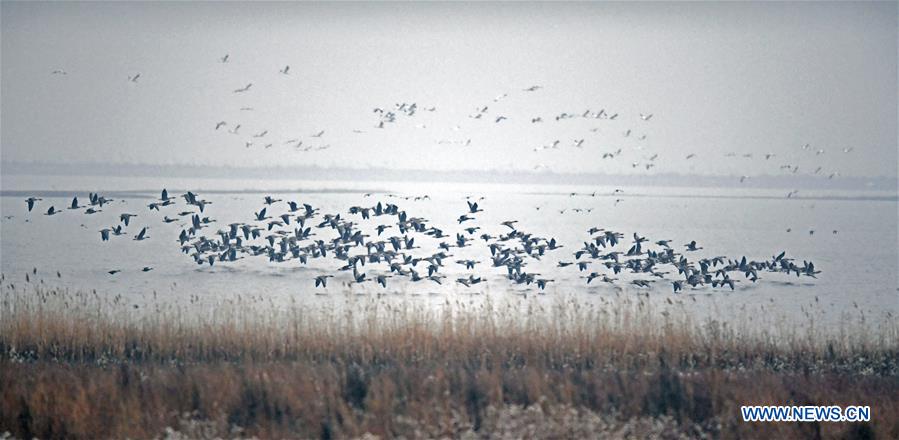 CHINA-LIAONING-WOLONG LAKE-BIRDS (CN)