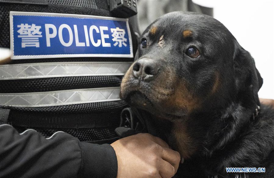 CHINA-BEIJING-POLICE DOG-SKILL COMPETITION (CN)