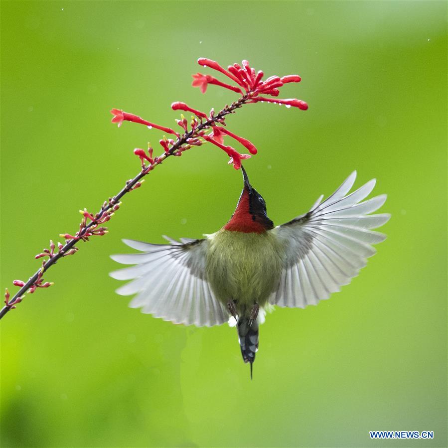 CHINA-FUZHOU-FLOWERS-BIRD (CN)